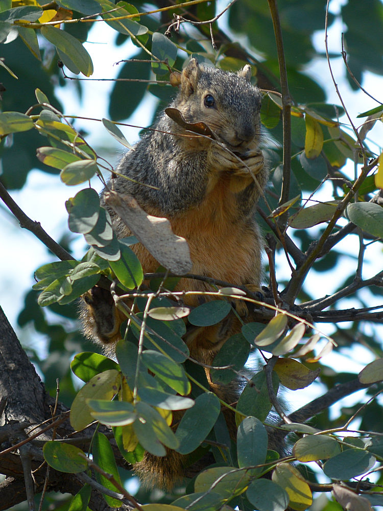 Squirrel.jpg