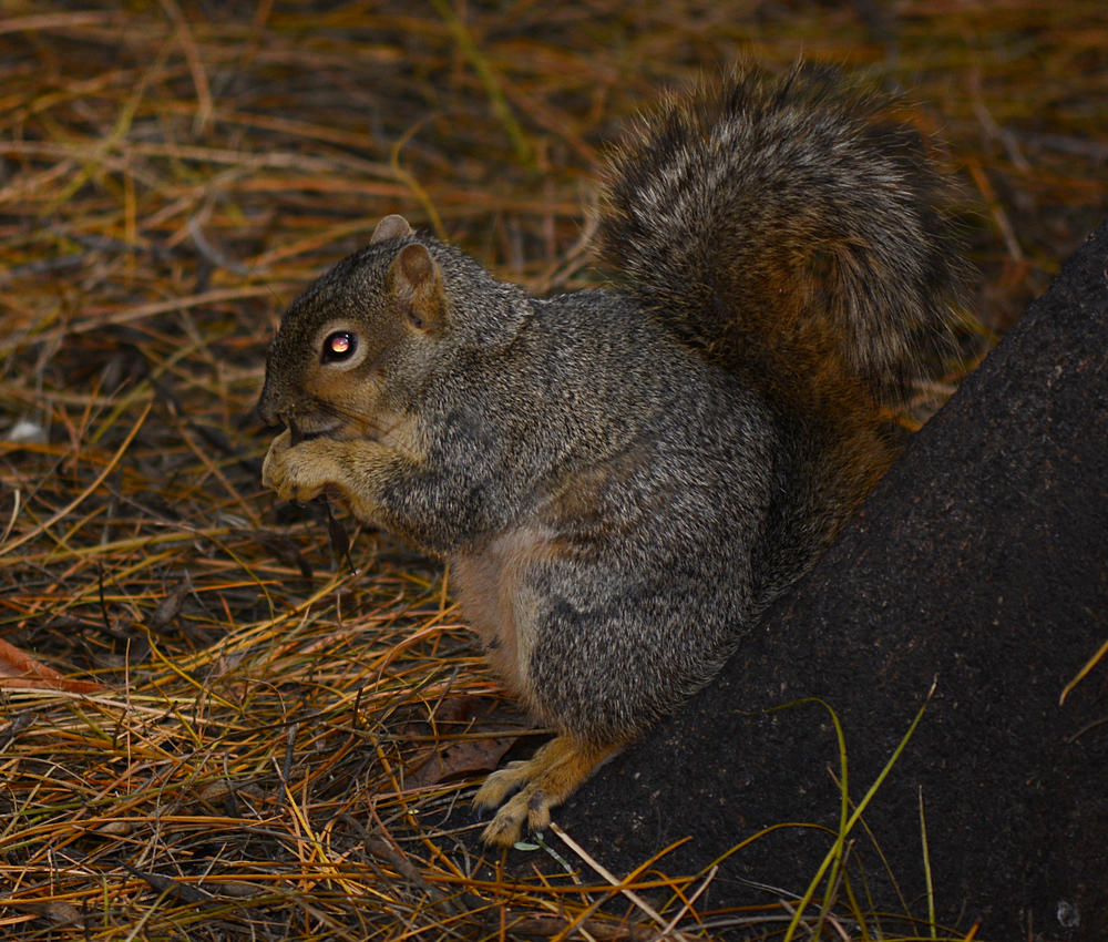 Squirrel.jpg