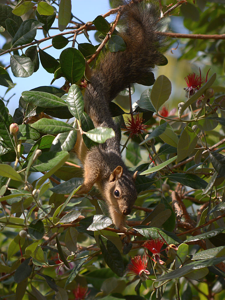 Squirrel.jpg