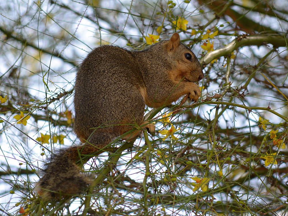 Squirrel.jpg