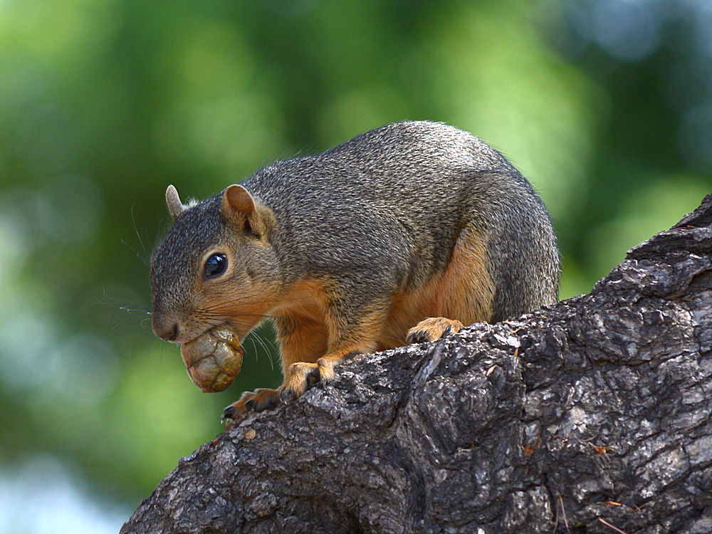 Squirrel.jpg
