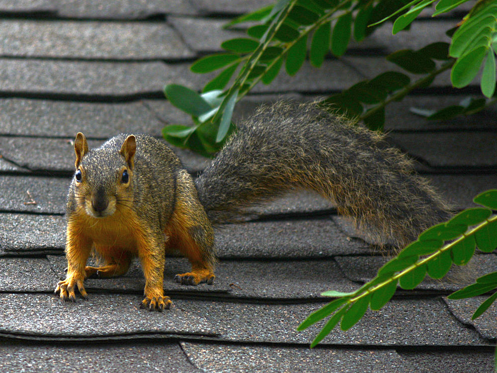 Squirrel.jpg