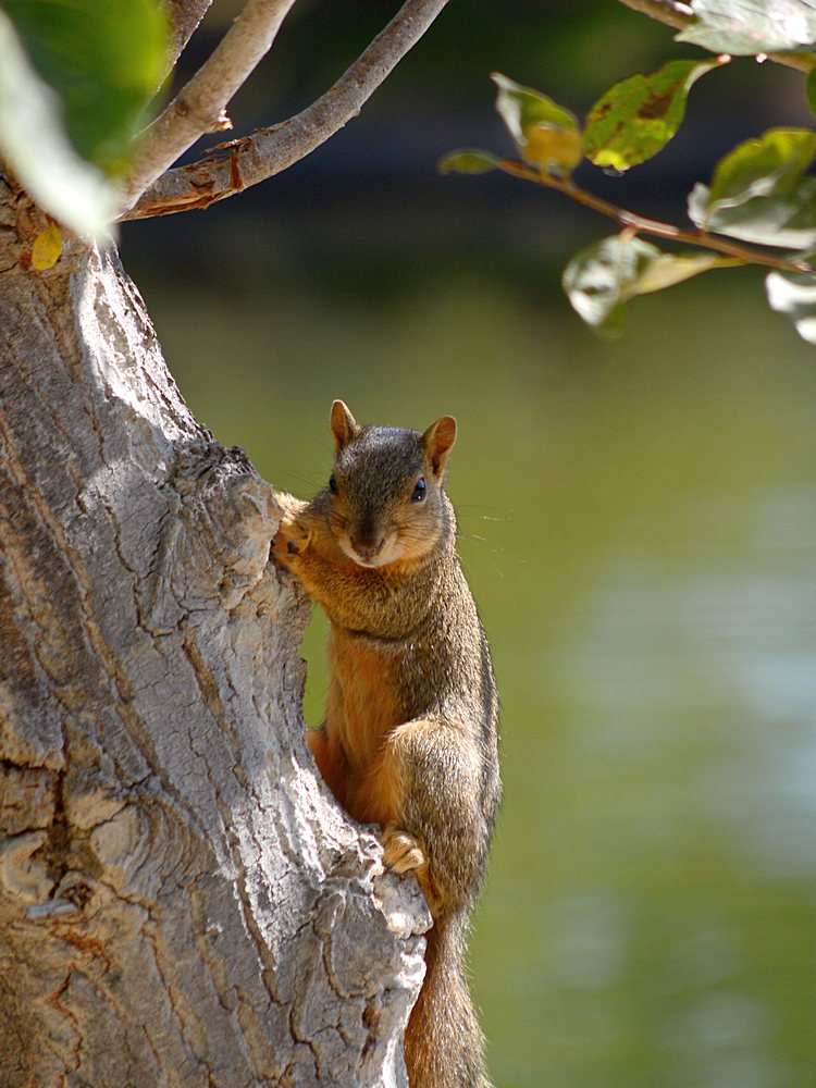 Squirrel.jpg