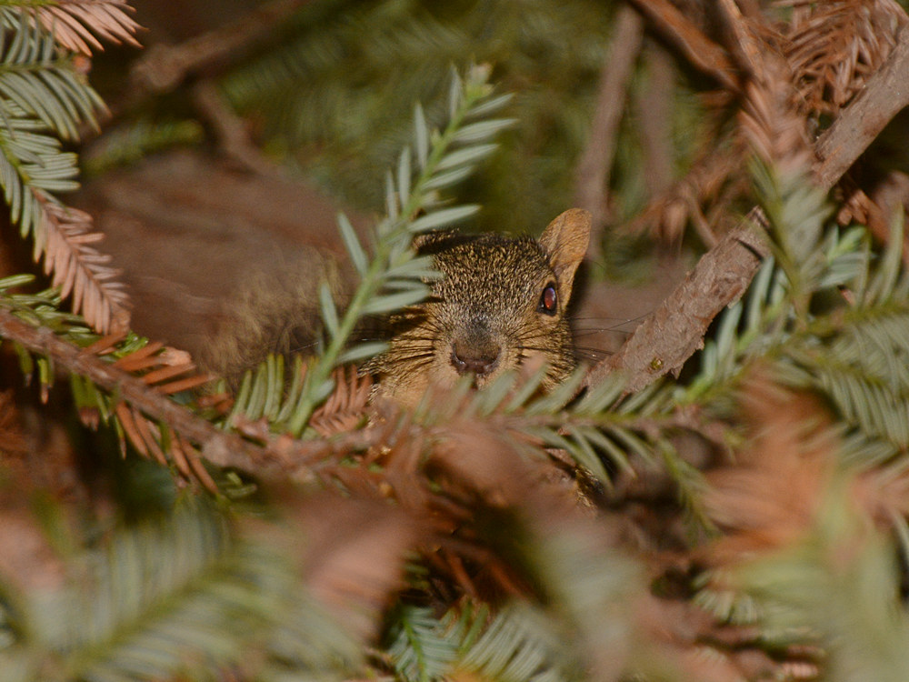 Squirrel.jpg