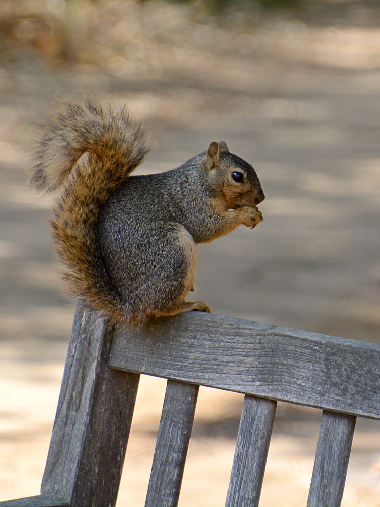 Squirrel.jpg