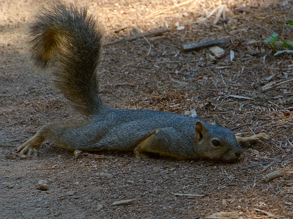 Squirrel.jpg