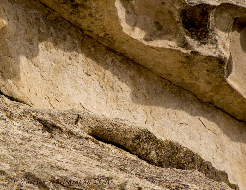 Squirrel on Rock in City of Rocks 10-23-2016.jpg