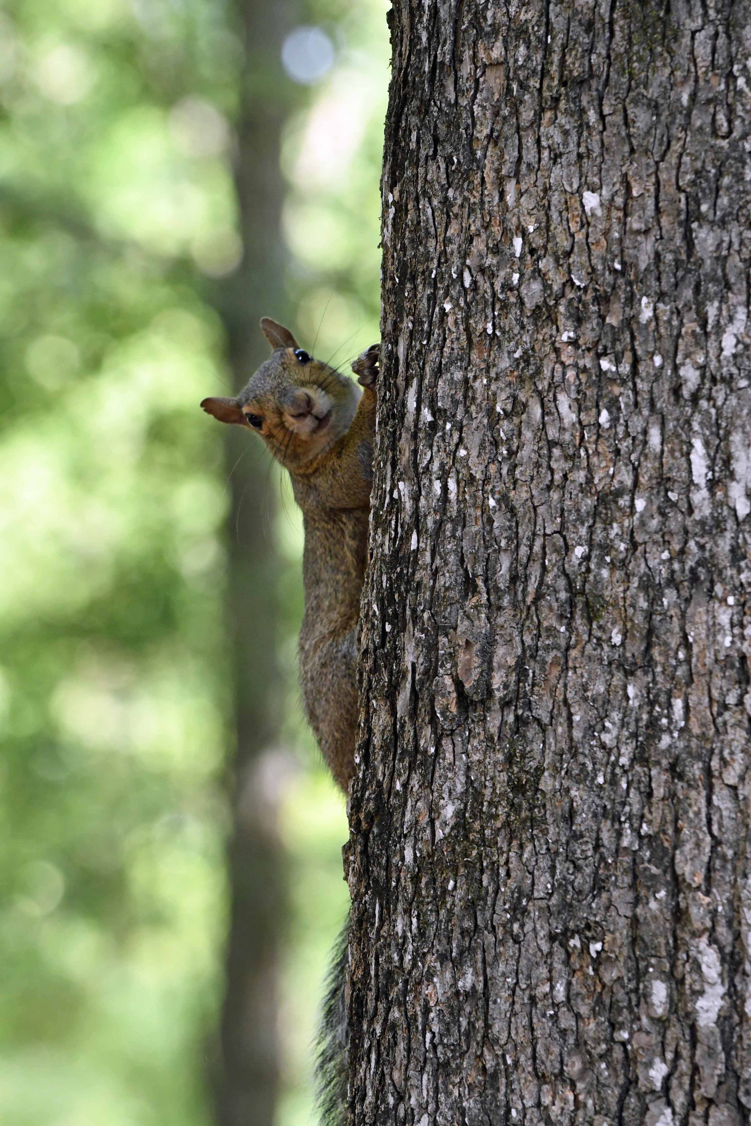 squirrel on side looking at me resized rev 4.jpg