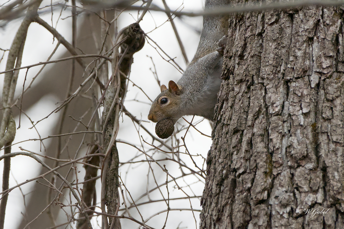 squirrel sm.jpg
