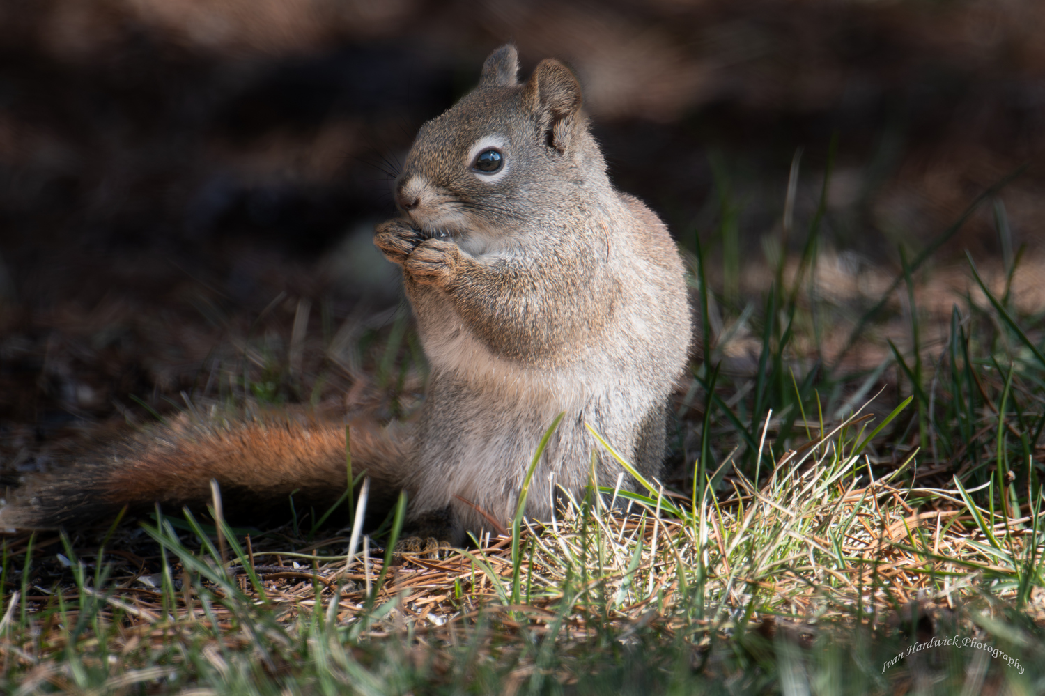 Squirrel Sunbeam.jpg