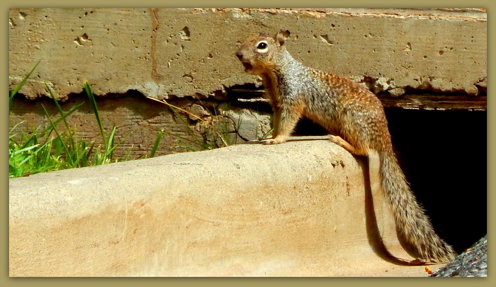 Squirrel Talking.jpg