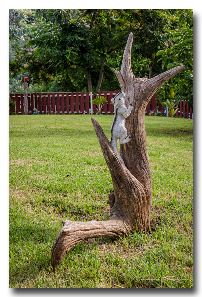 squirrel-up.jpg