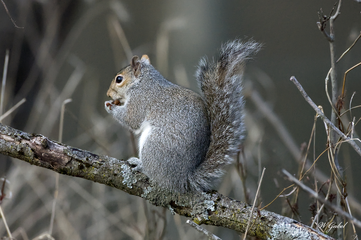 Squirrel02 sm.jpg