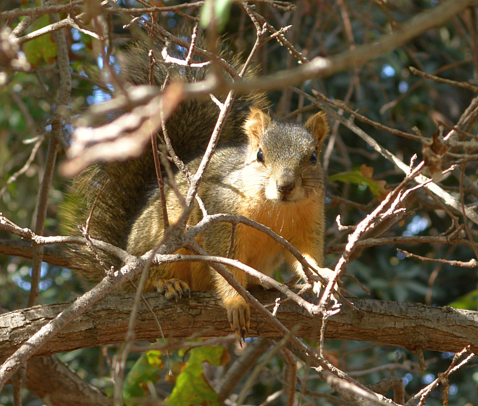 Squirrel08Jan2014.jpg