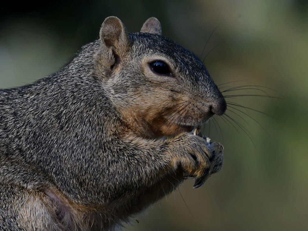 Squirrel10.jpg