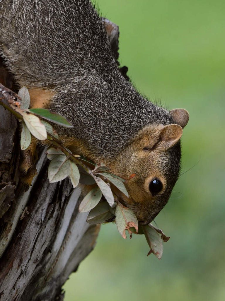 Squirrel10.jpg