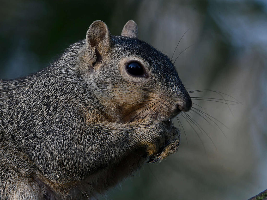 Squirrel11.jpg