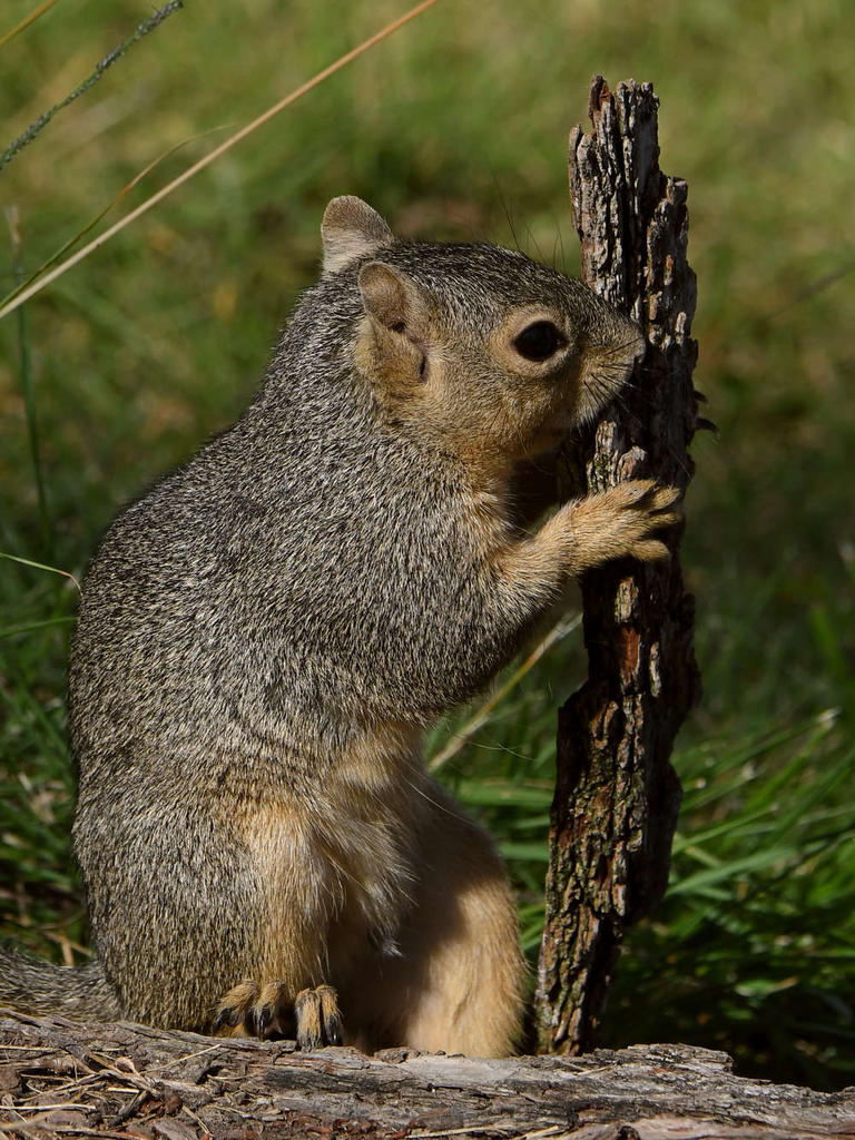 Squirrel11.jpg