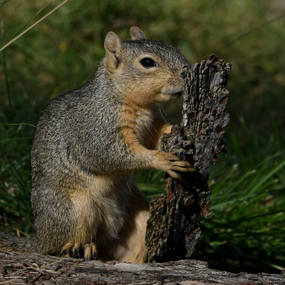 Squirrel13.jpg