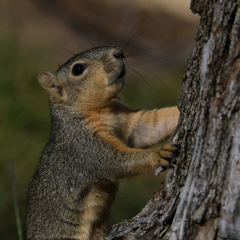 Squirrel14.jpg