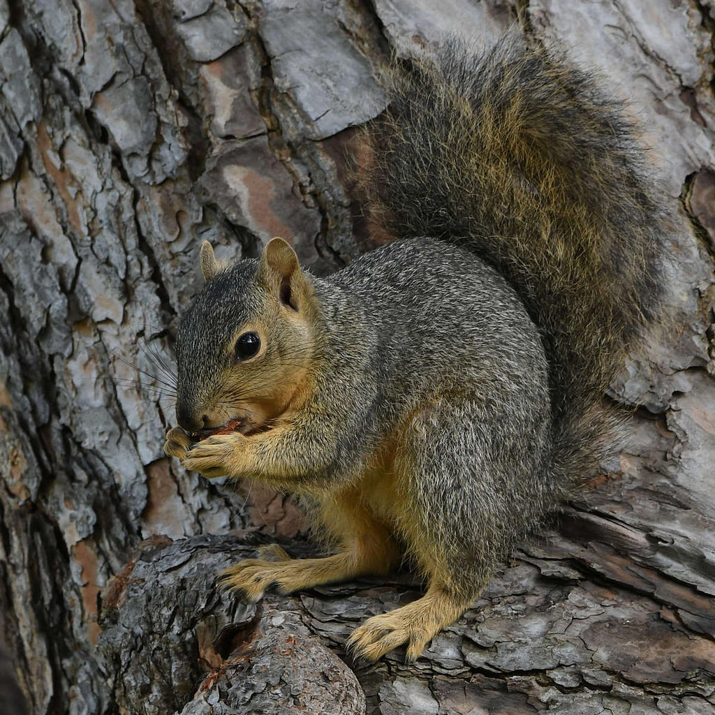Squirrel15.jpg