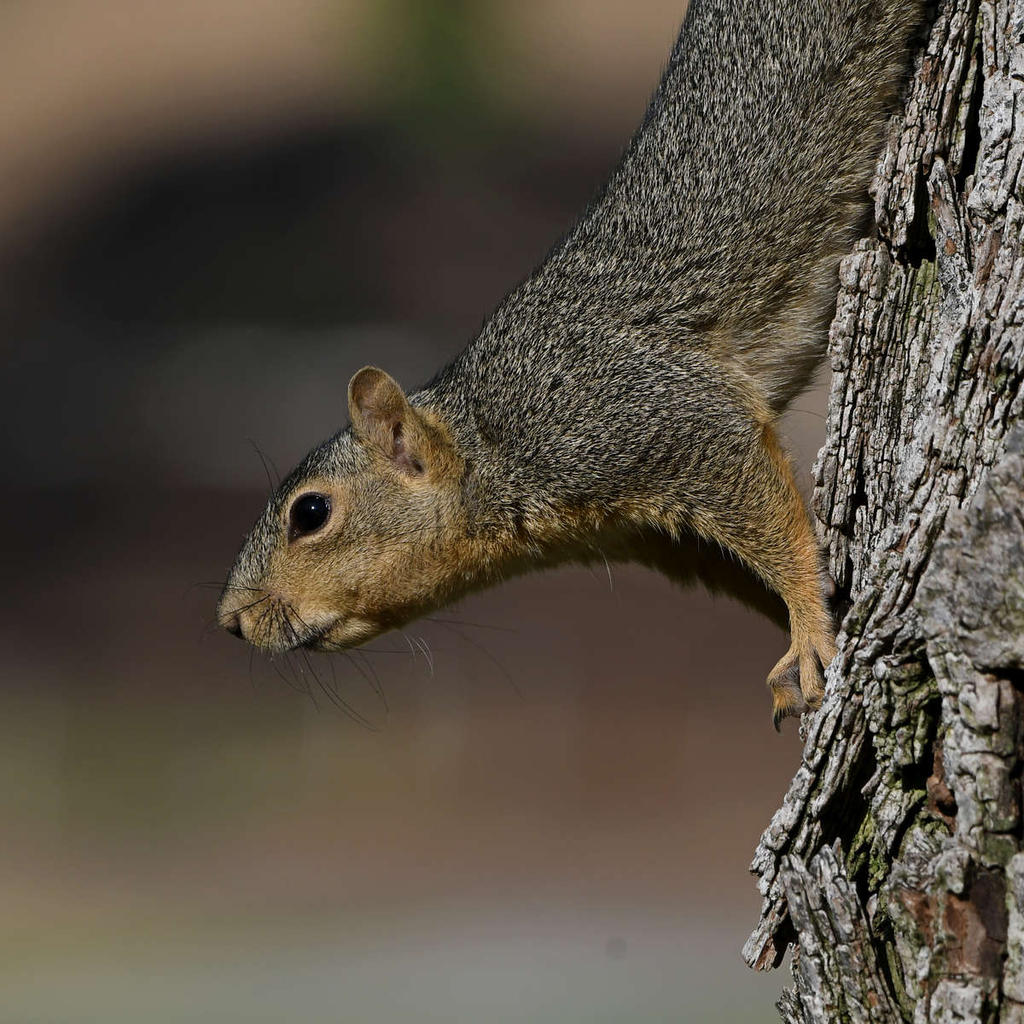 Squirrel15.jpg