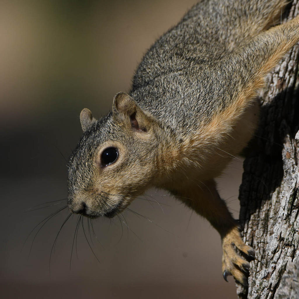 Squirrel17.jpg