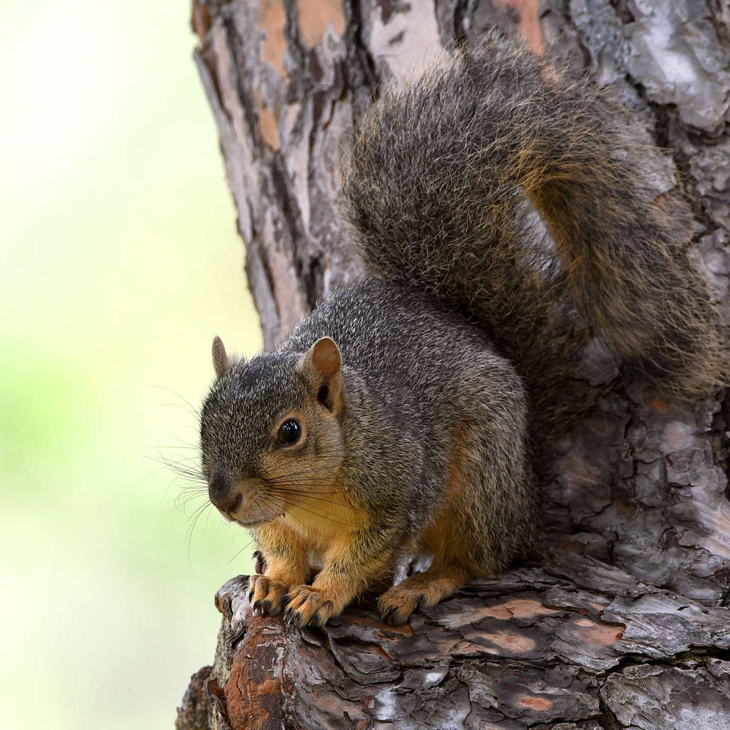 Squirrel19.jpg