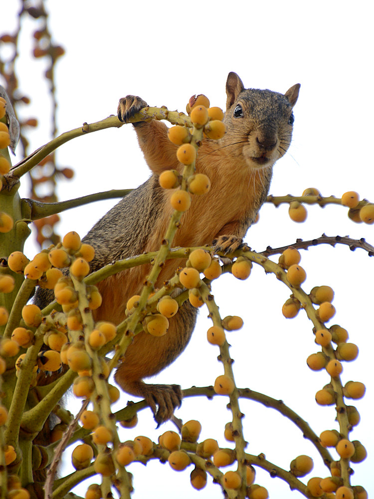 Squirrel2.jpg