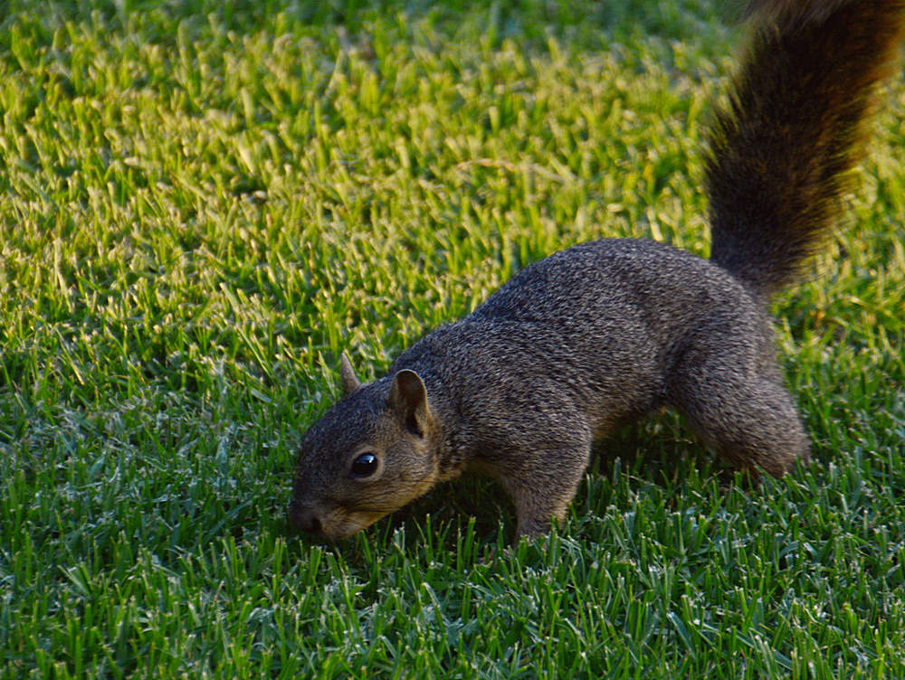 Squirrel2.jpg