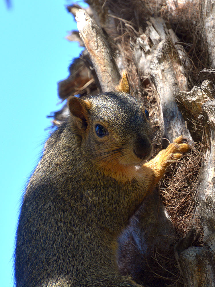 Squirrel2.jpg