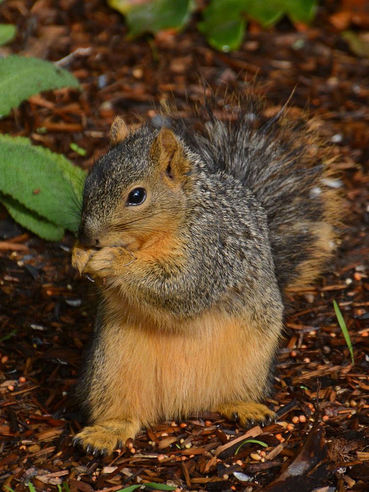 Squirrel2.jpg
