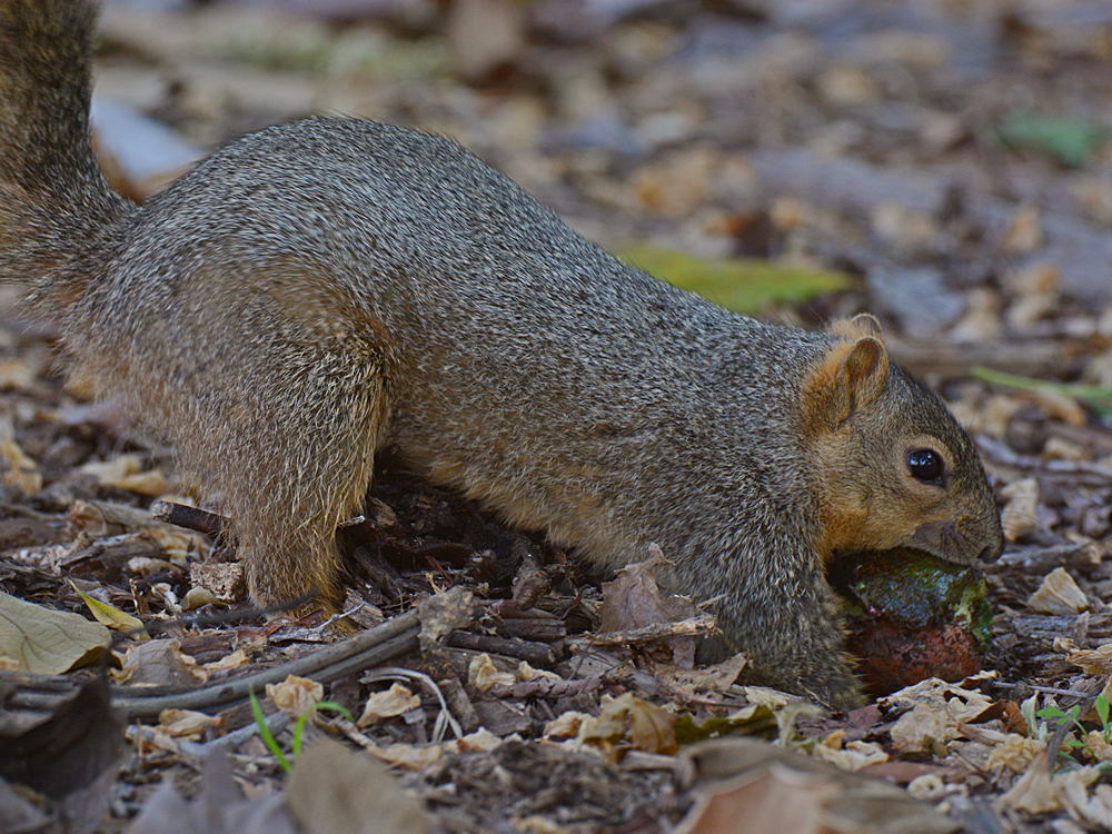 Squirrel2.jpg