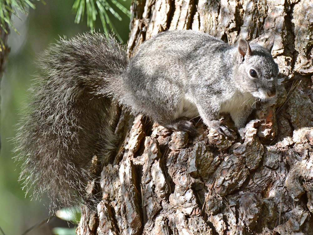Squirrel2.jpg