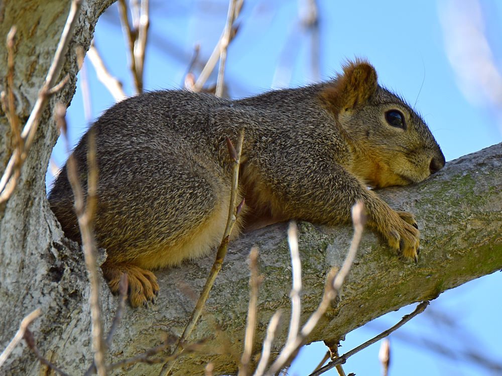 Squirrel2.jpg