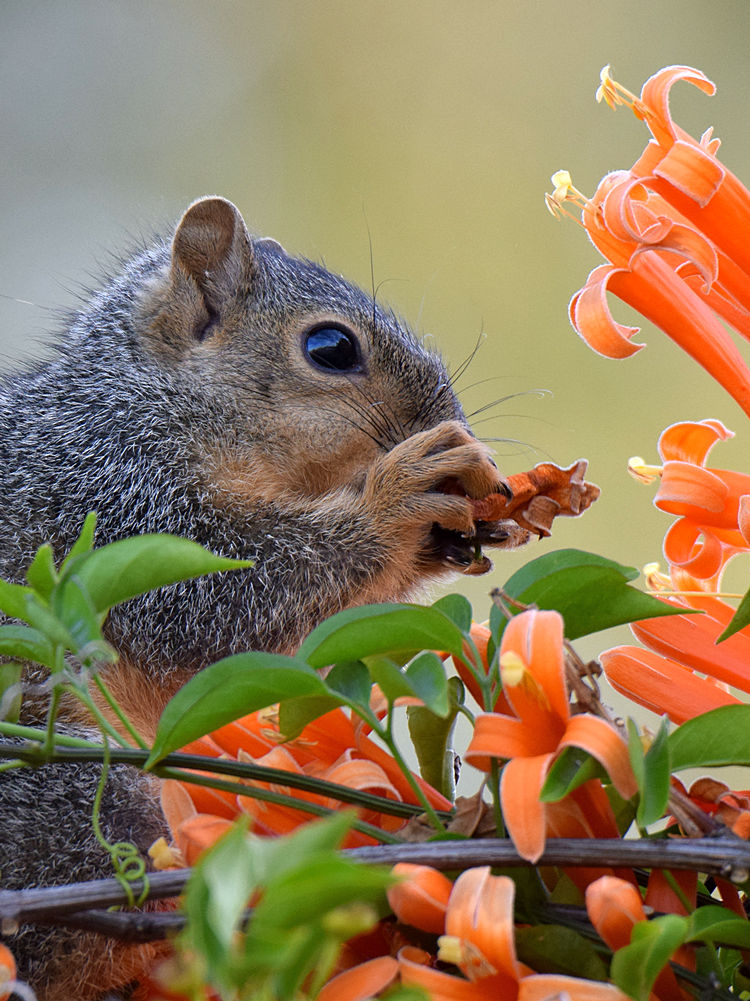 Squirrel2.jpg