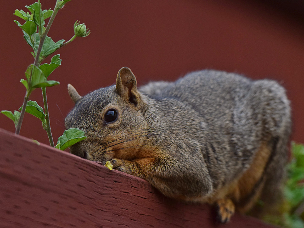 Squirrel2.jpg