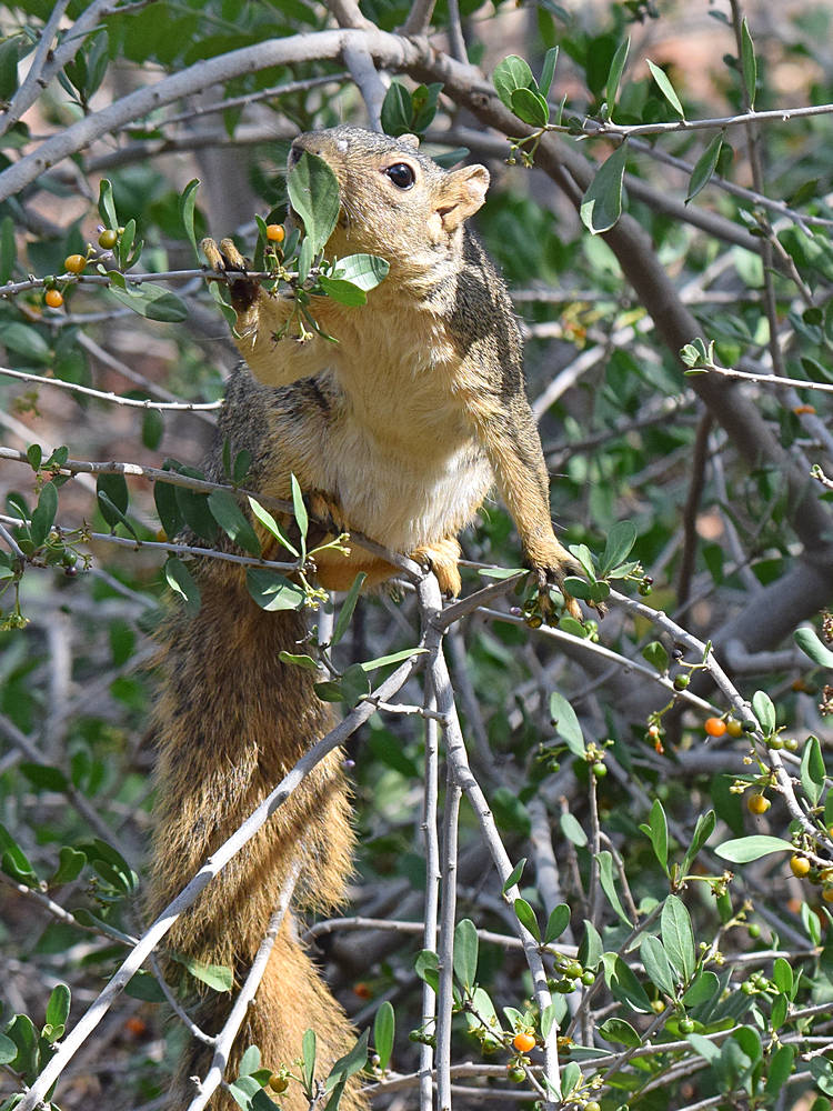 Squirrel2.jpg