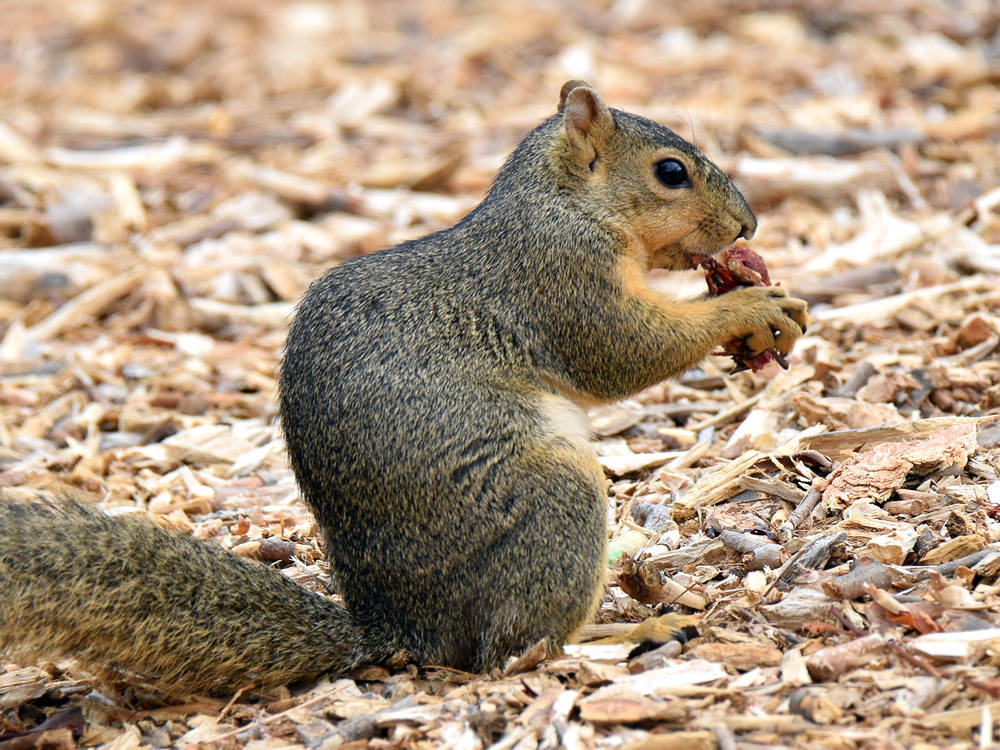 Squirrel2.jpg