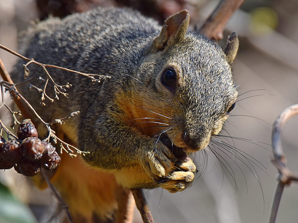 Squirrel2.jpg