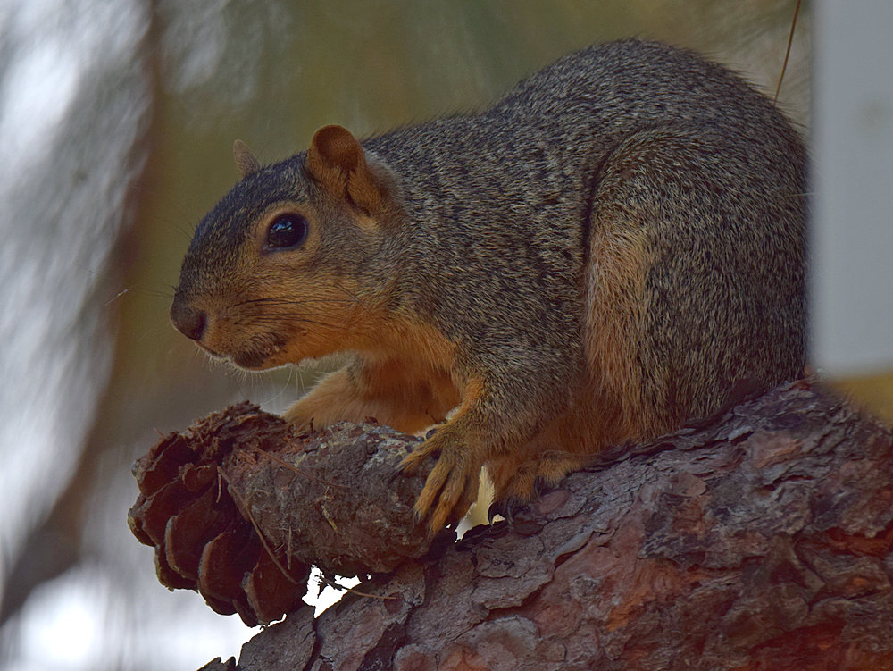 Squirrel2.jpg