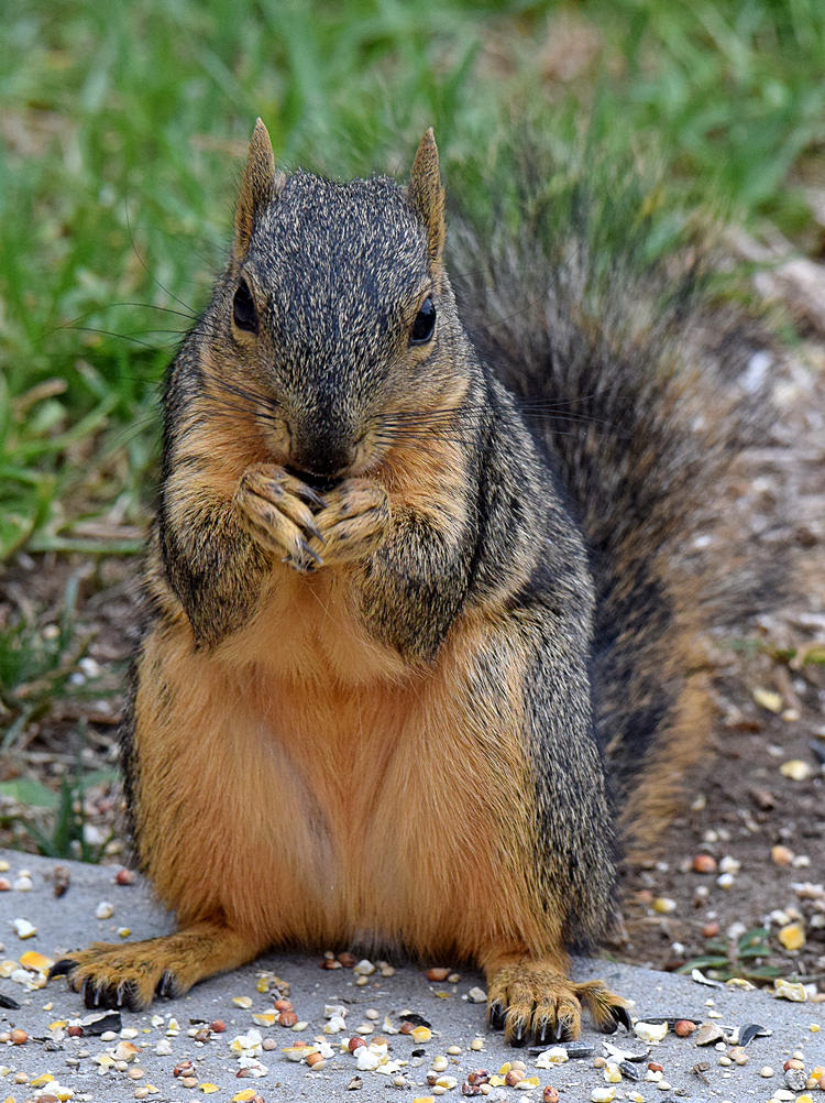 Squirrel2.jpg