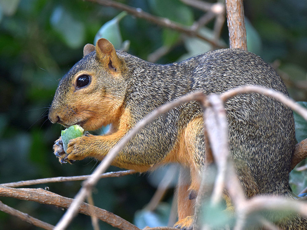 Squirrel2.jpg