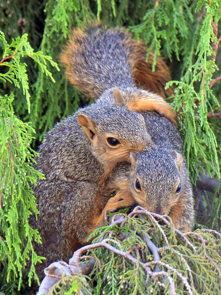 Squirrel2.jpg