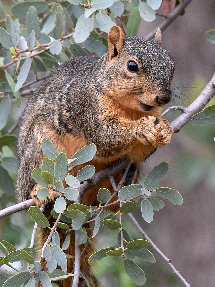 Squirrel2.jpg