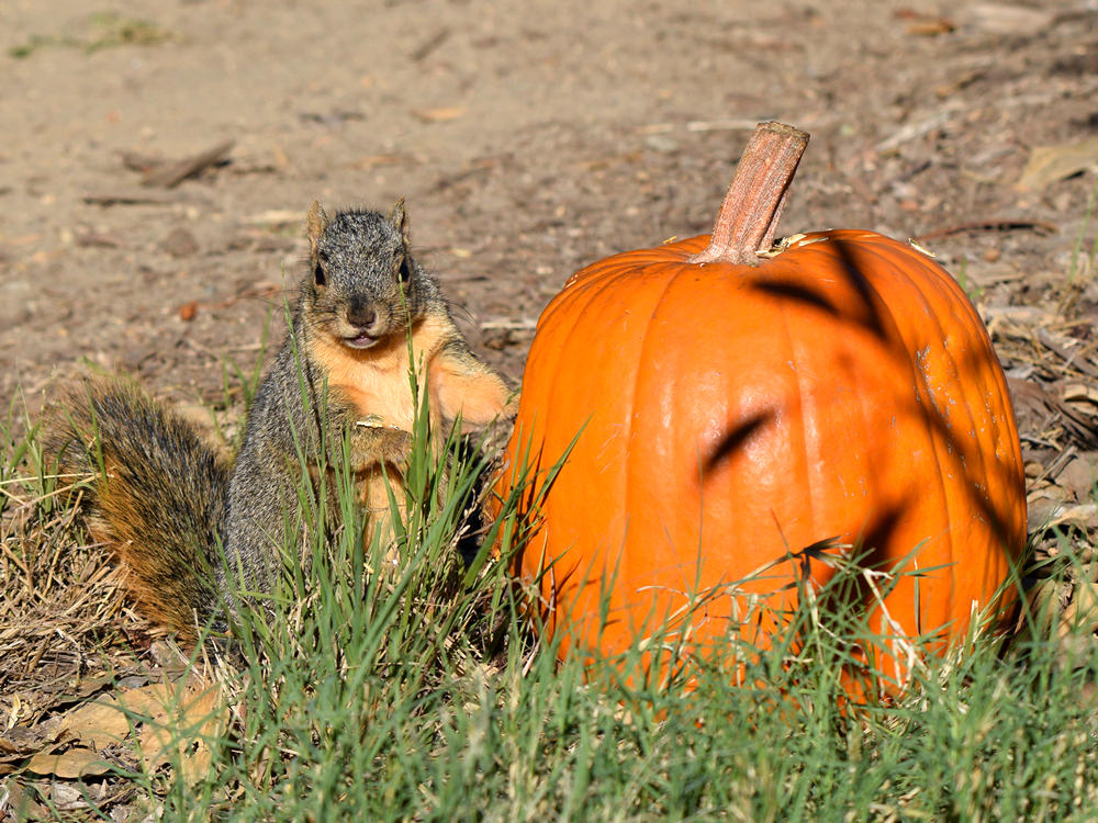 Squirrel2.jpg