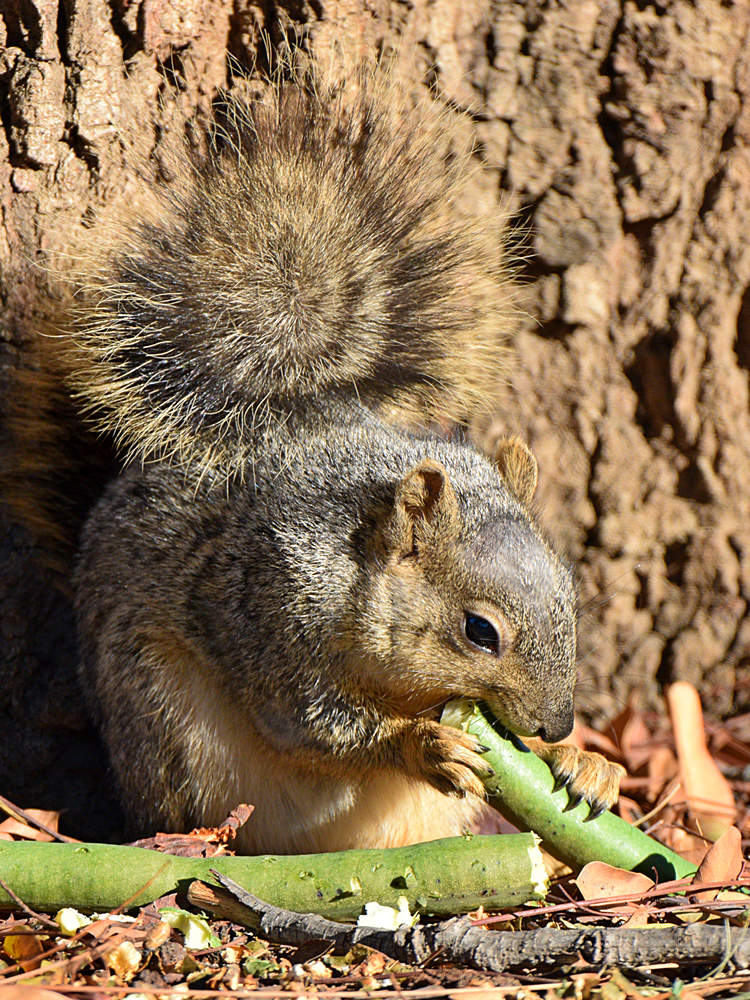 Squirrel2.jpg