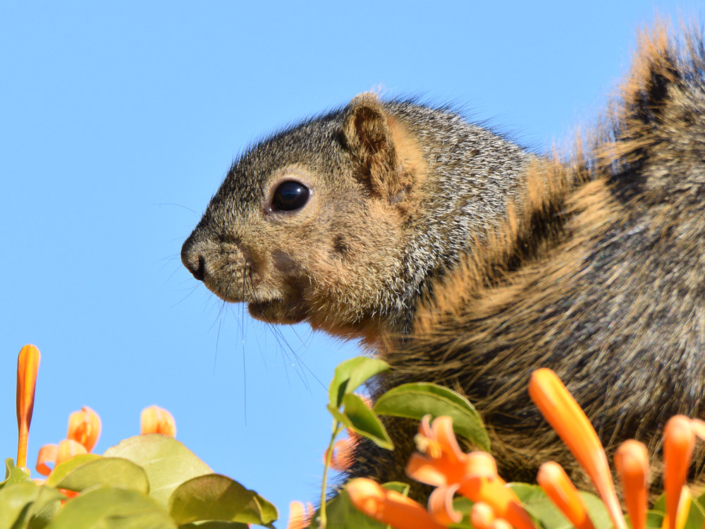 Squirrel2.jpg