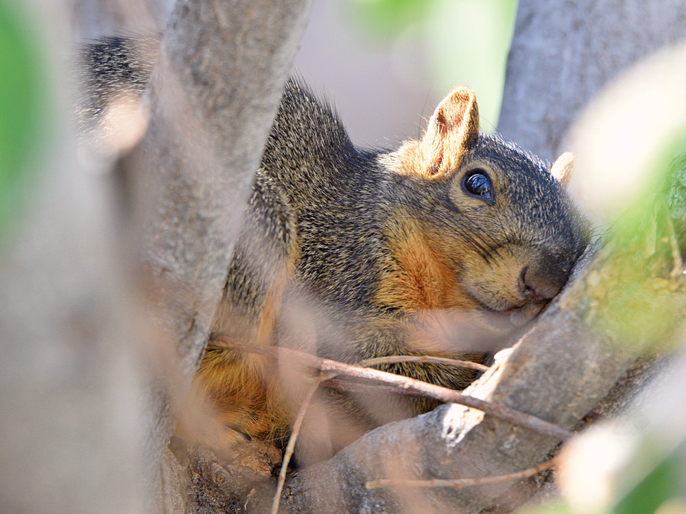 Squirrel2.jpg