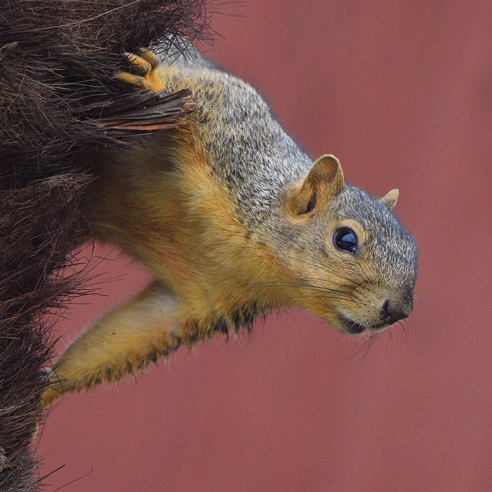 Squirrel2.jpg